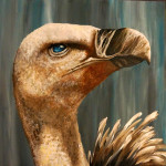 Griffon Vulture. Acrylic 40cm x 40cm. March 2014.